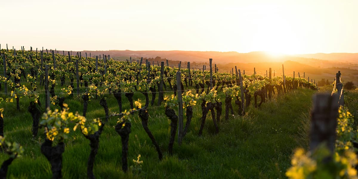 SEO Wine regions in France- Hero