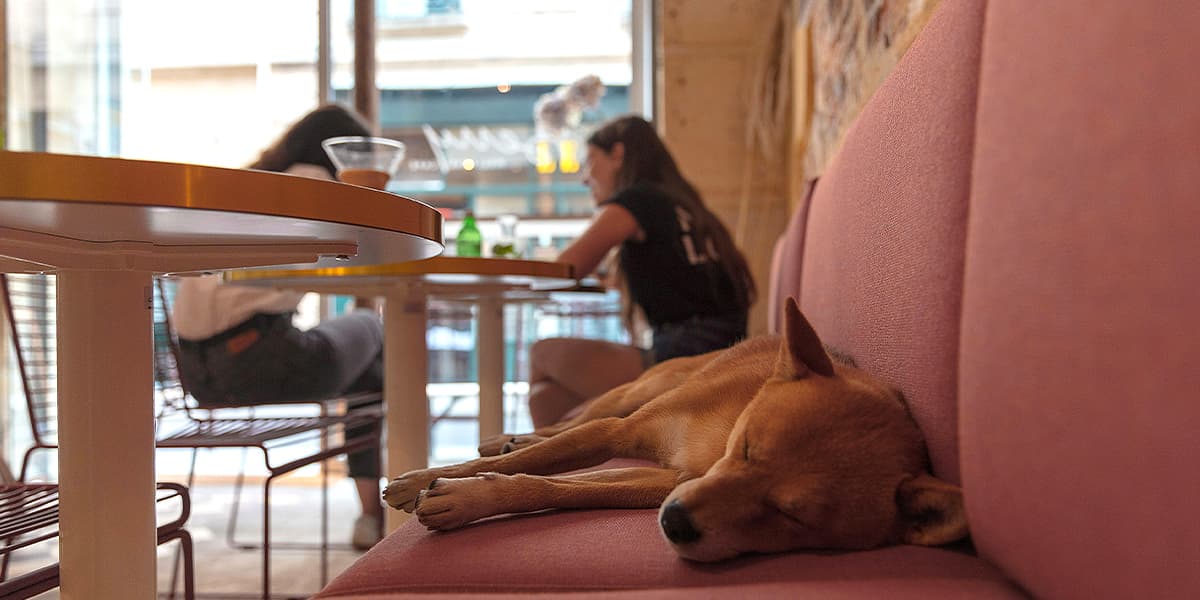 Dog having a nap in a café
