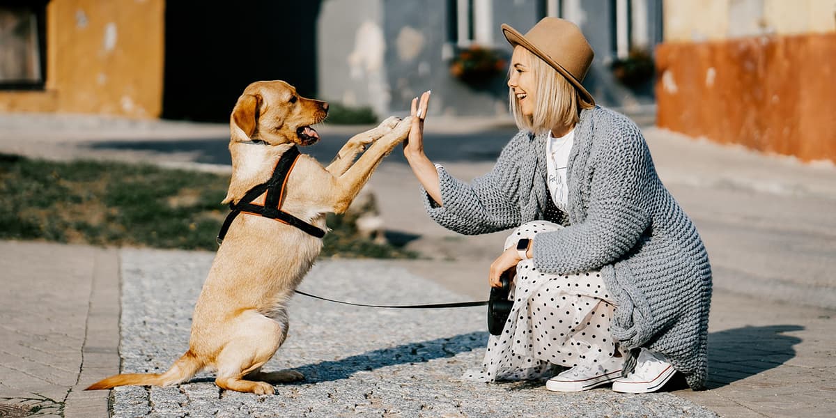 Owner giving their dog a high five