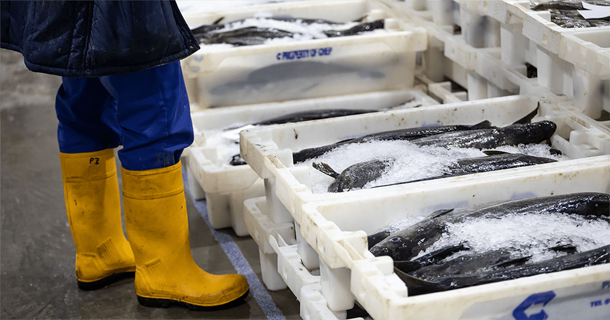A DFDS cold chain employee stands by boxes containing fresh fish and ice