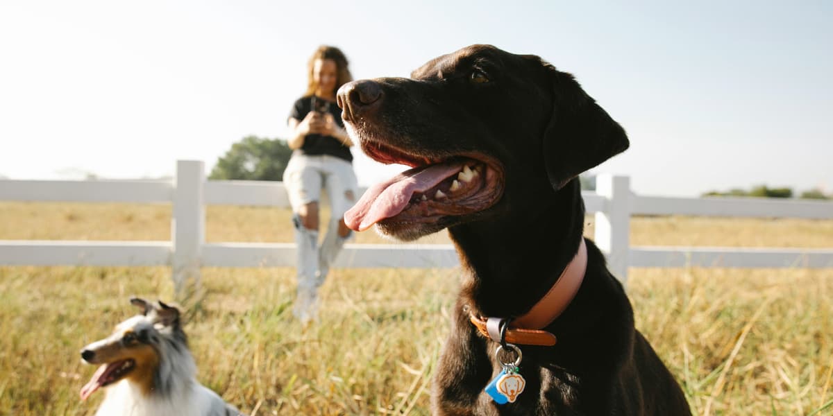 Dogs in a field with their owner