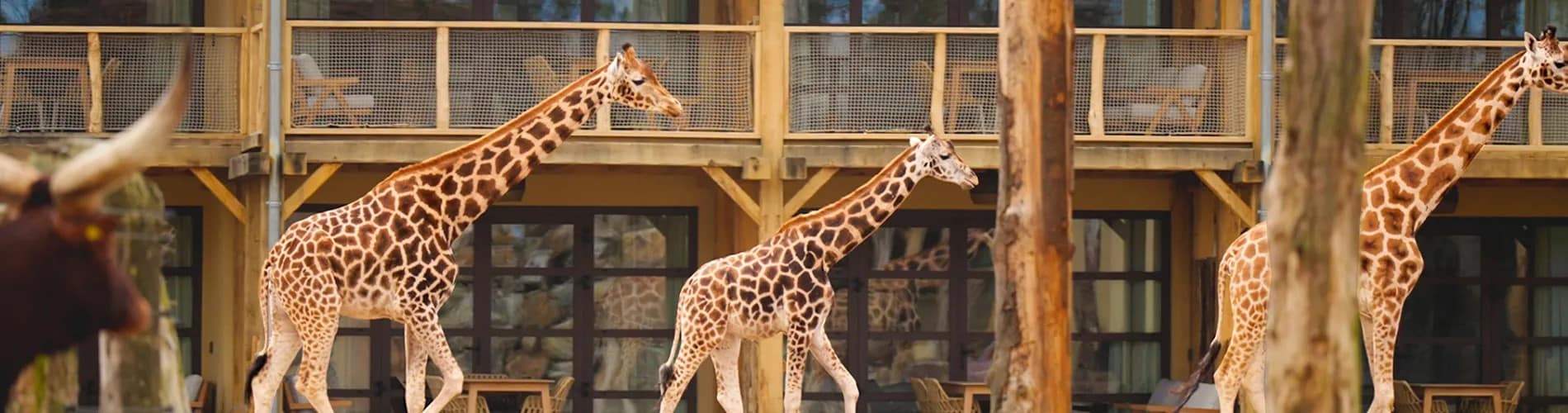 Giraffes - Discover North Brabant