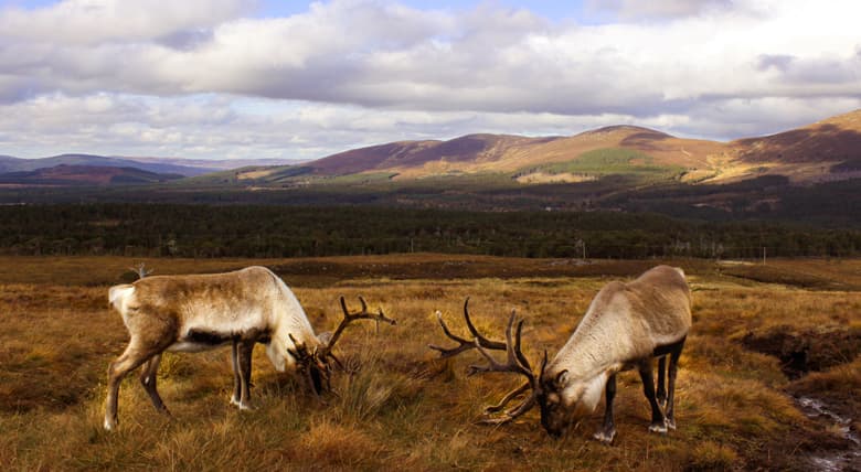 5.Cairngorms