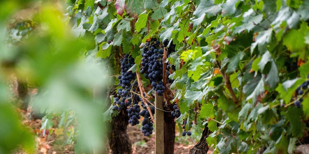 Your Essential Guide to Bordeaux - Vineyard