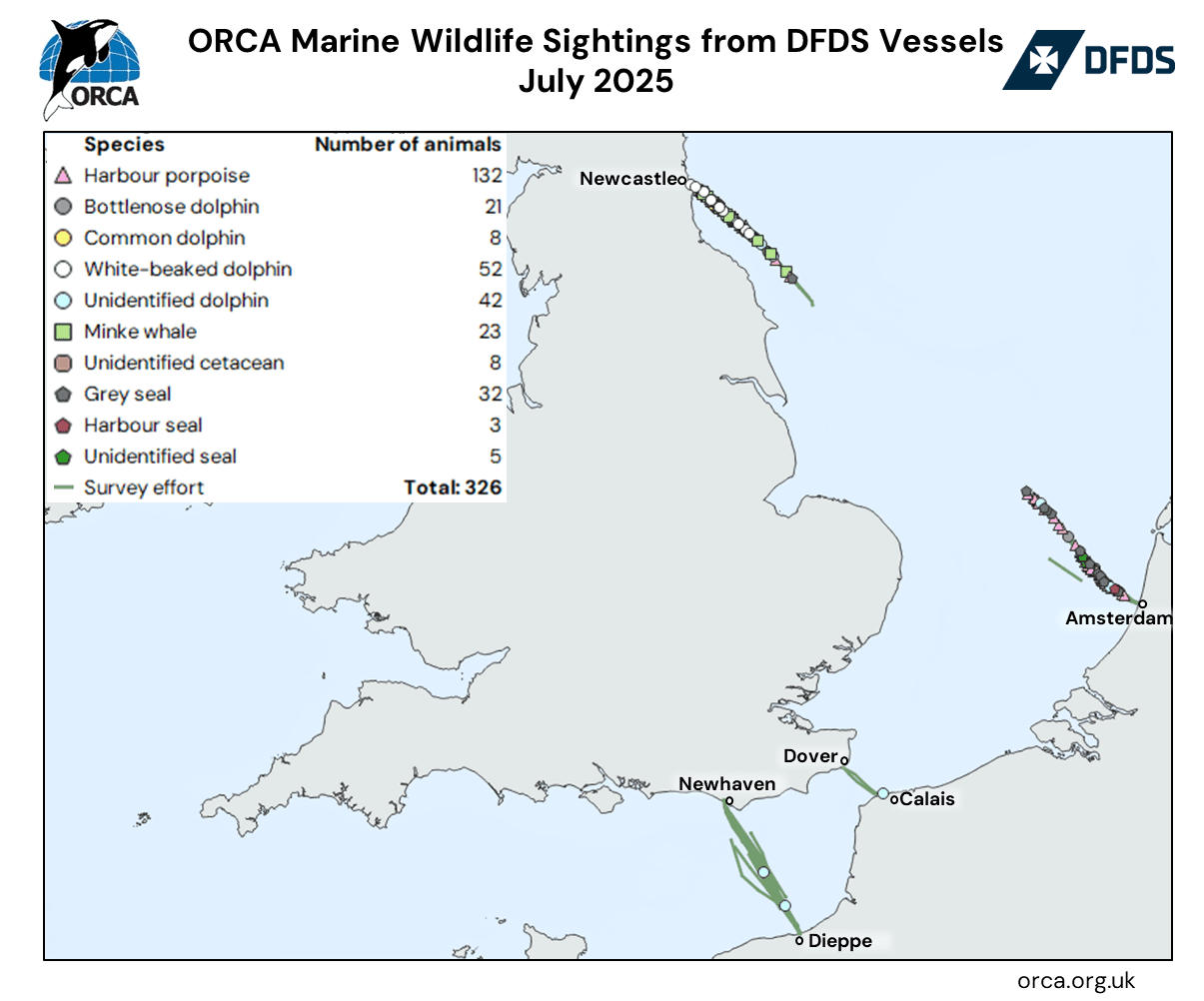 ORCA DFDS marine wildlife sightings July 2025