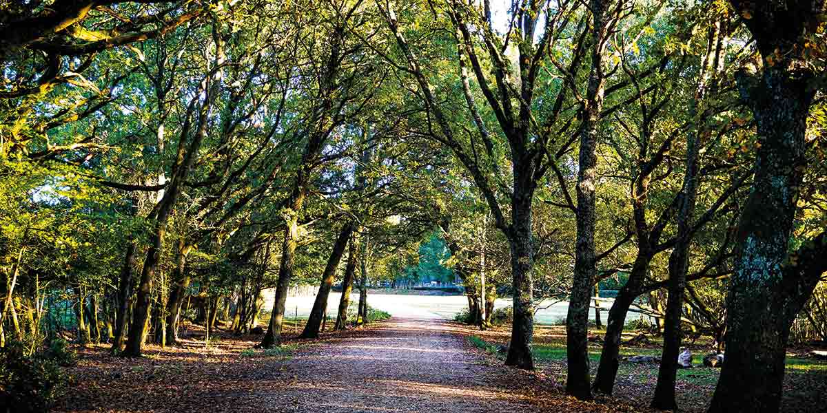 New Forest National Park in South England