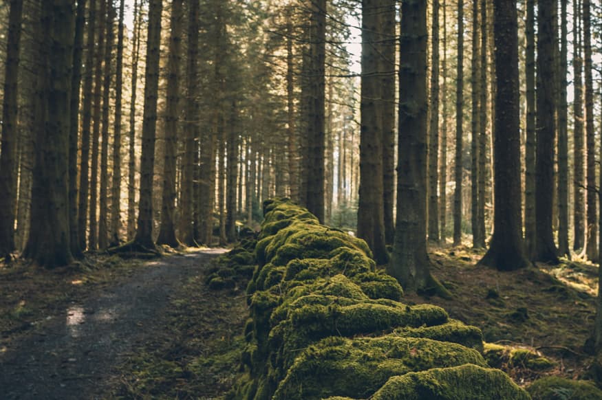 AN NL 25 02 ActiveHolidays Blog Northumberland Routes Subtitle3 KielderForest