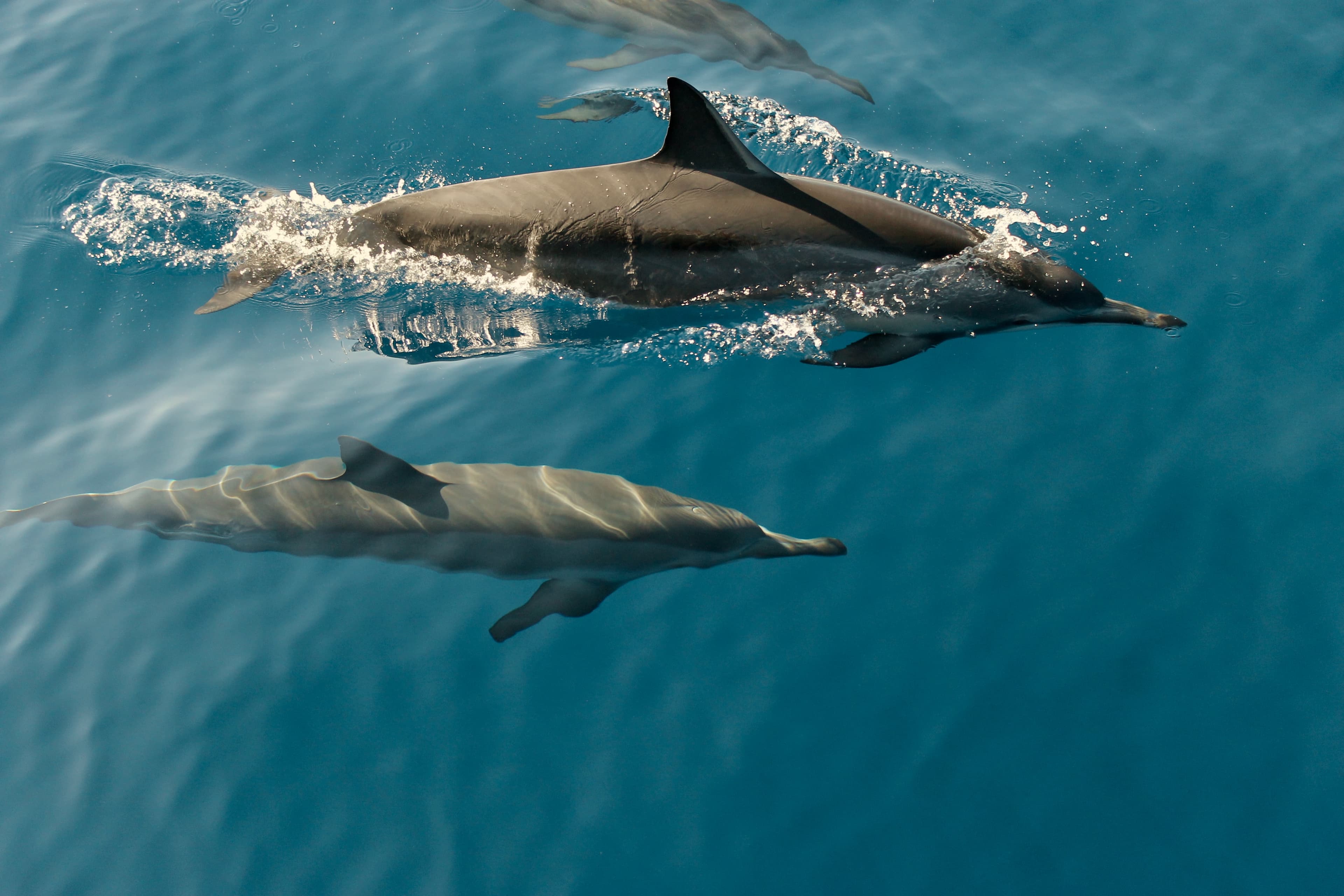 Short-beaked common dolphins swimming underwater.