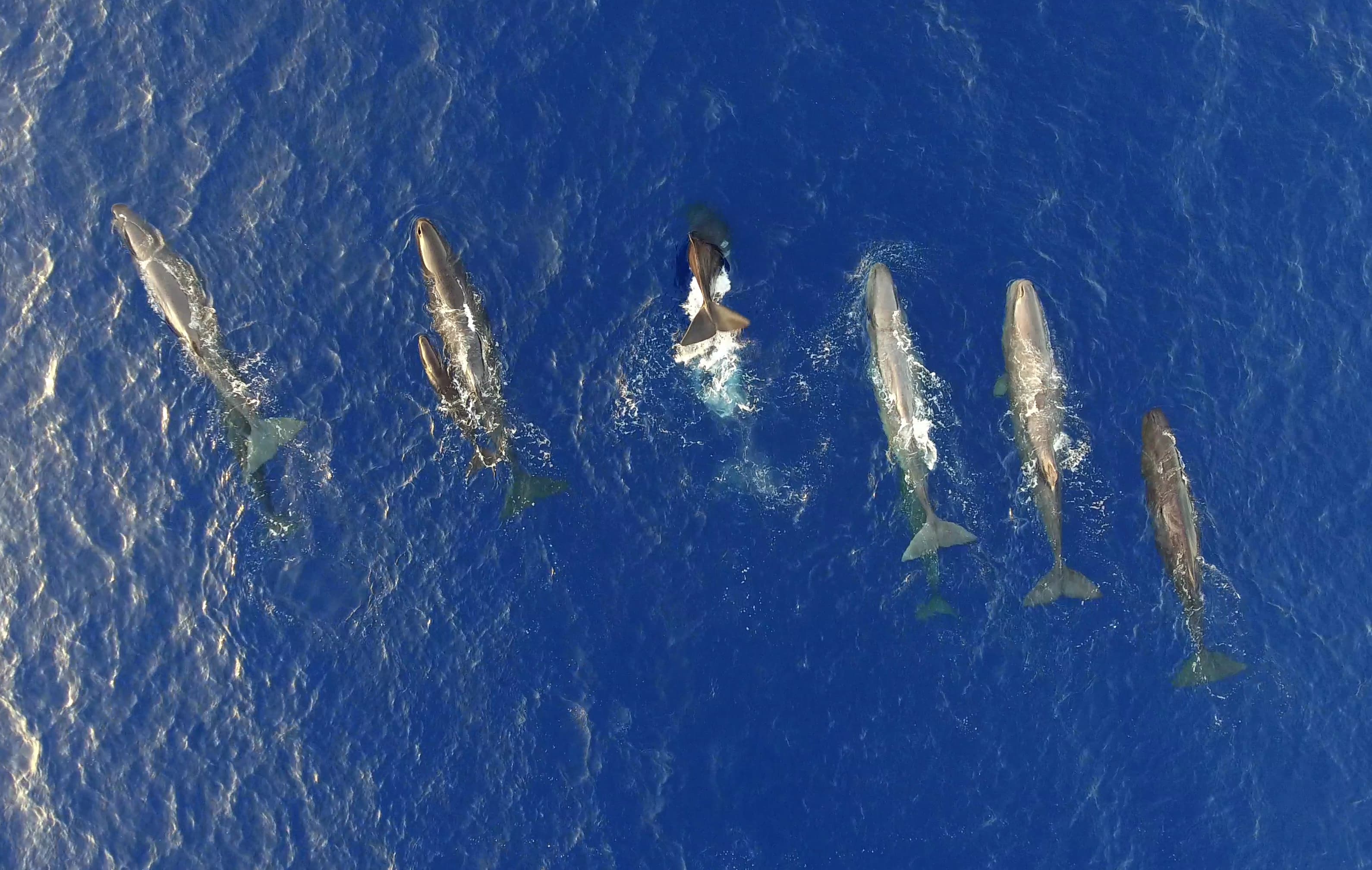 A sperm whale social unit of Kefalonia along the Hellenic Trench
Photo credit: ©Pelagos Cetacean Research Institute